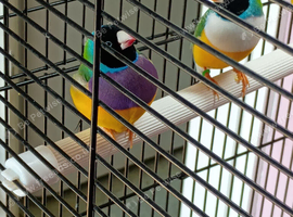 2 male gouldian finch