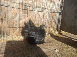 3 black pekin pullets