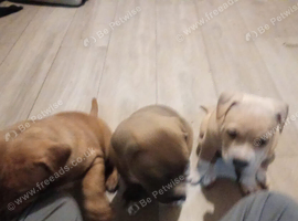 Bulldog staff Ridgeback pups