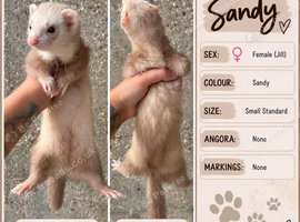 Sandy Jill