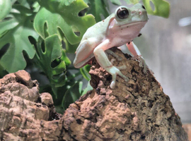 Blue Phase Whites Tree Frogs at Birmingham Reptiles