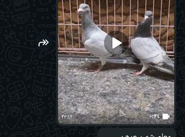 Pigeons syrian