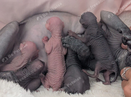 Sphynx kittens