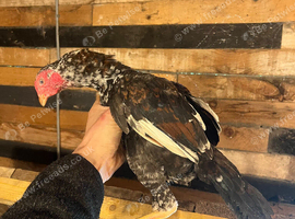 Bantam Aseel