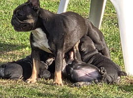 French British bulldog x