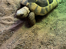 Hermann Tortoise Female 4 years old