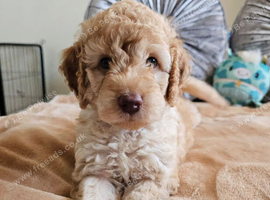 Outstanding Cavapoo Puppies