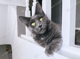 1.5 year old sprayed blue Maine coon girl