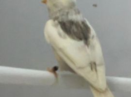 Pied lesser redpoll male