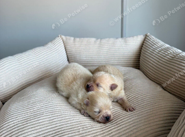 RARE DOLL TEDDY KOREAN PUPPIES