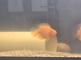 Orange Parrot fish