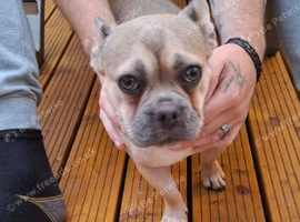French bulldog Cross terrier