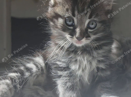 Rag Doll Kittens