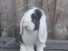 Lop buck. 9 weeks old ready to be rehomed.
