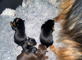 Yorkshire puppies