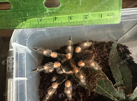 A Smithi, a Red Knee and a White Knee spider for sale