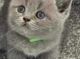 Gorgeous British shorthair kittens
