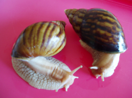 PINK LIPPED GIANT AFRICAN LAND SNAILS
