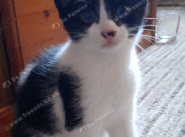 White and black female.