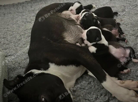 Home Raised KC Registered Boston Terrier Puppies