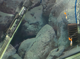 Male Guppies