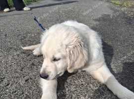 Beautiful Golden Retriever Puppy &ndash; Belle