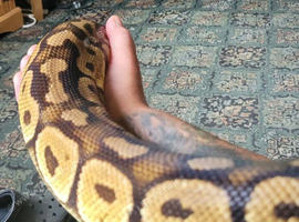 Royal python