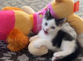 8 week old kitten