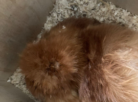 Broody Silkie hen