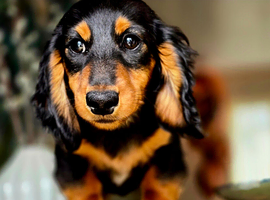 Miniture dachshund puppies ready now