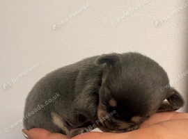 14/07/26 XXS pedigree Chihuahua puppies blue/lilac colours 2 girls left