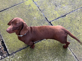 Dachshund male for sale