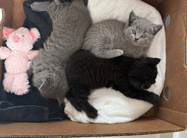 British Shorthair