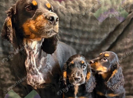 Kc Black and Tan boys only 17 dna health tested clear