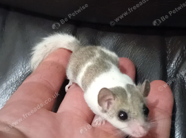 Pied Africian dwarf dormice