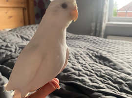 Albeno red eyed Hand tame baby pure white