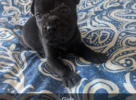 Puppy's for sale