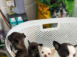 Pomchi puppies