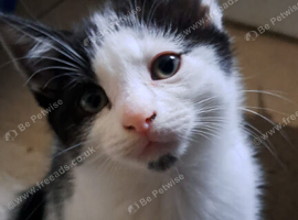 Kittens