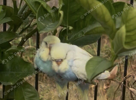 Baby budgies exchange or sale