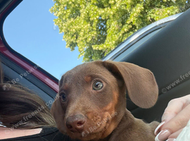 Beautiful brown dachshund