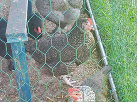 hens for sale