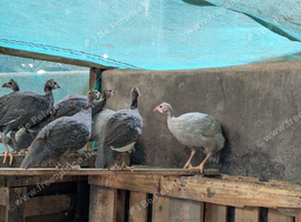 Guinea fowl keets 3x lavender 12 weeks old unsexed
