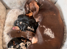 KC registered miniature dachshund