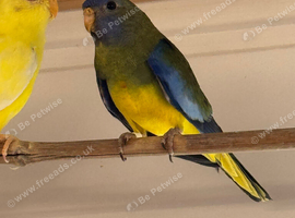Baby Splendid grass parakeets