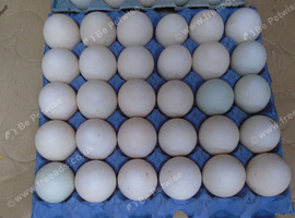 duck eggs for sale