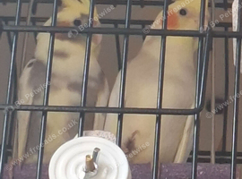 2 beautiful baby cockatiels