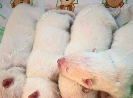 Samoyed puppies