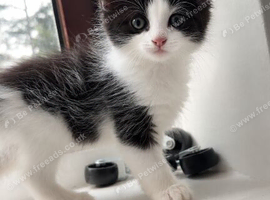 1 kitten to be rehomed
