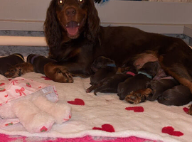 Beautiful cocker spaniel pups